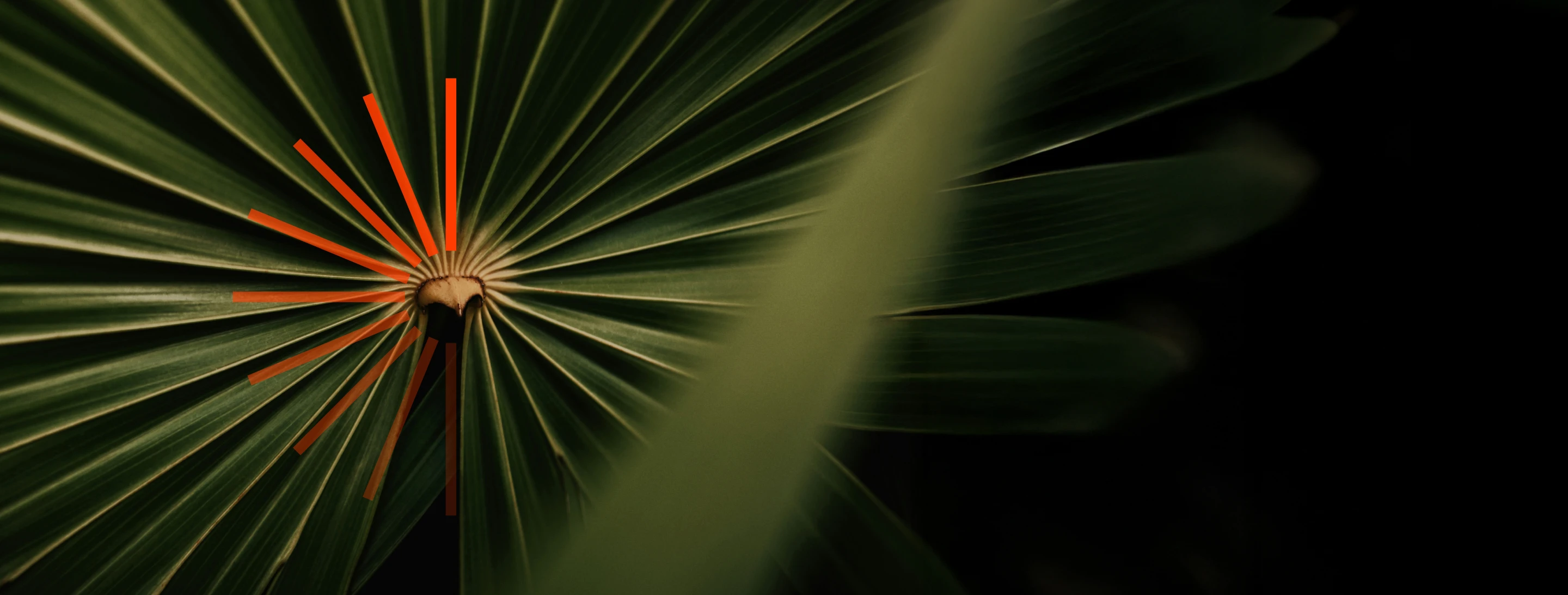 Detail of leaf center overlaid with icon of converging rays.